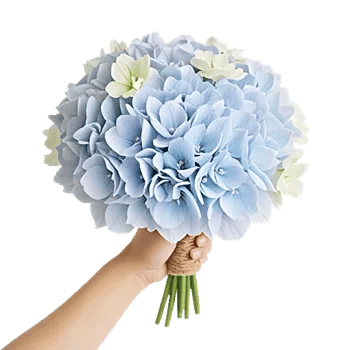 Serene Petal Harmony