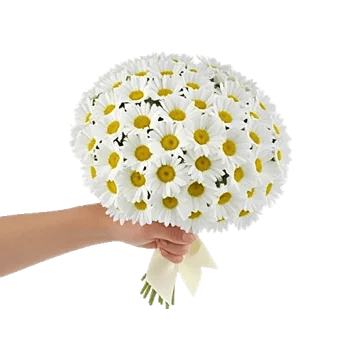 Enchanting Daisy Garden