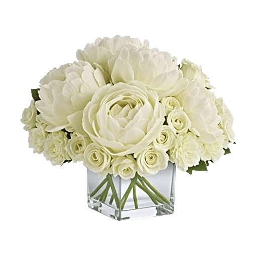 Ivory Blossom Radiance