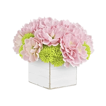 Serene Petal Harmony