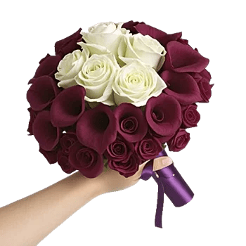 Elegant Calla Lilies