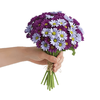 Blossom Petal Serenity