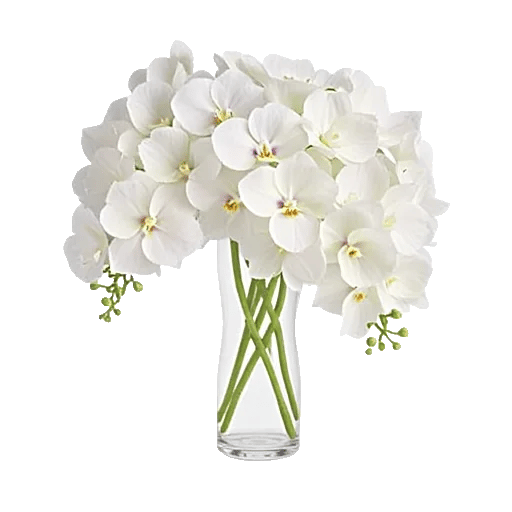 Orchid Bloom Cascade