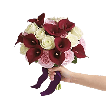 Elegant Calla Lilies