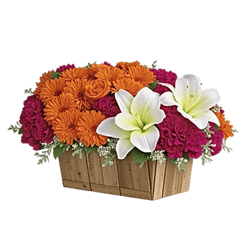 Blooming Orchard Splendor