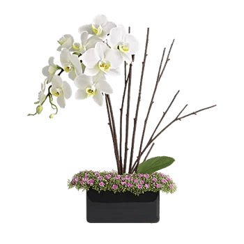 Modern White Orchids