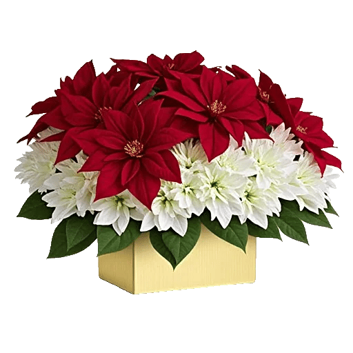 Petal Radiance Bliss