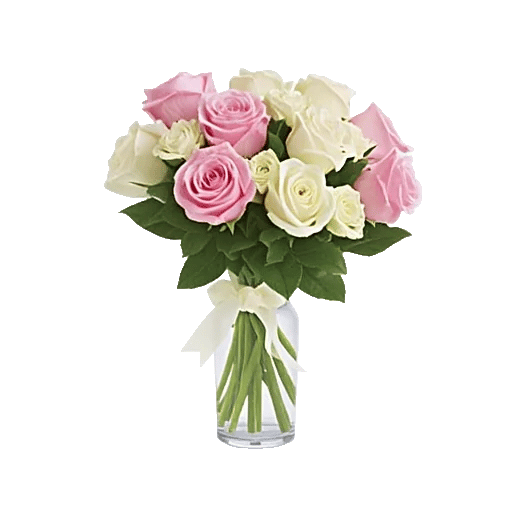 Radiant Rose Symphony