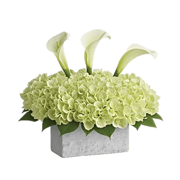 Elegant Calla Lilies