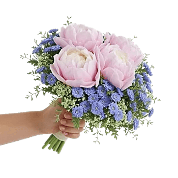 Peony Petal Harmony