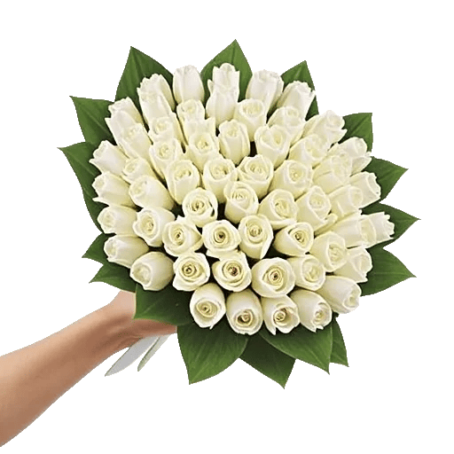 Scarlet Tulip Splendor