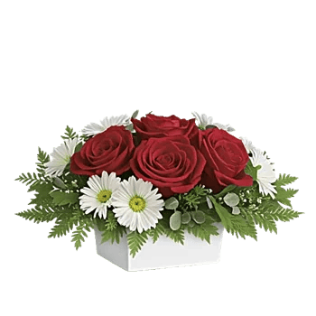 Crimson Rose Elegance