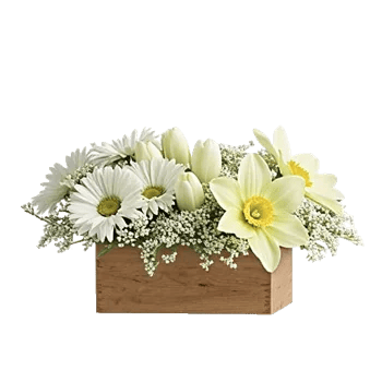 Minimalist White Orchids