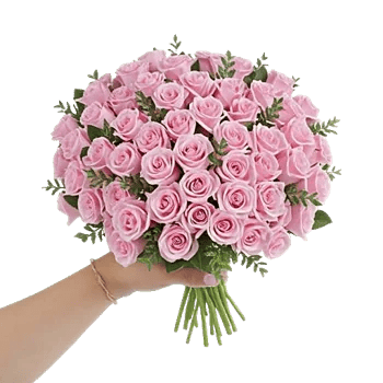 Pastel Pink Roses