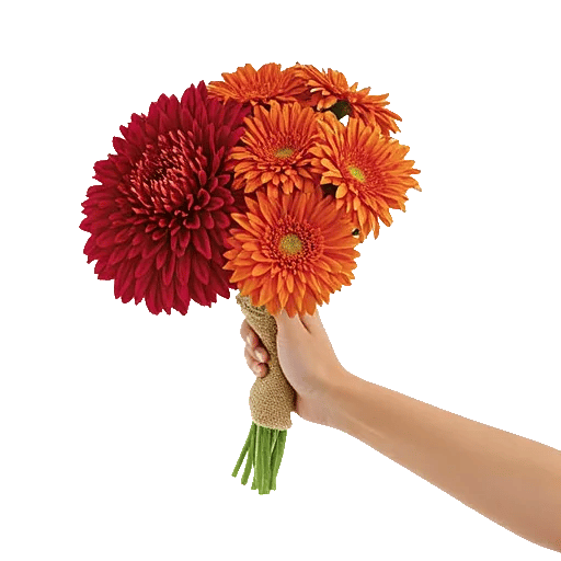 Scarlet Beauty Fusion