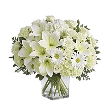 Ivory Blossom Radiance