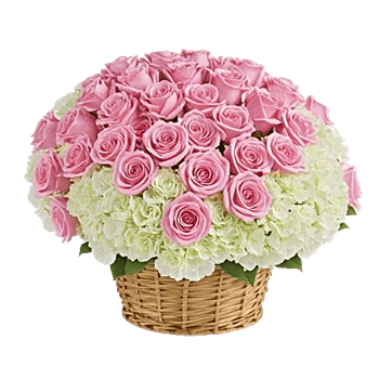 Blushing Rose Symphony