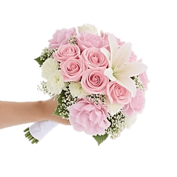 Pastel Pink Roses