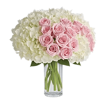 Ivory Blossom Radiance