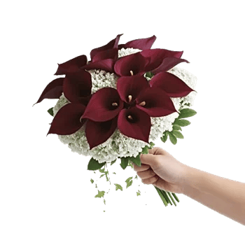 Elegant Calla Lilies