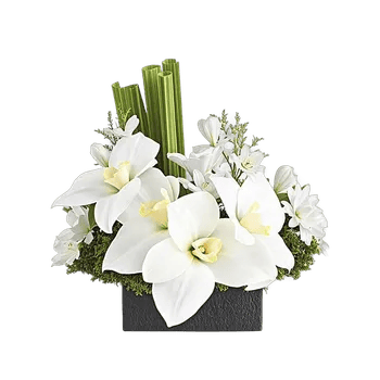 Modern White Orchids