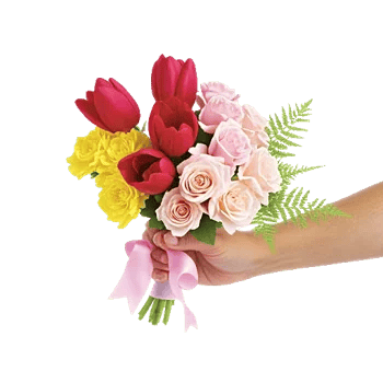 Scarlet Tulip Splendor