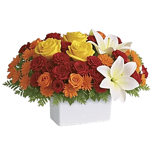 Radiant Rose Symphony