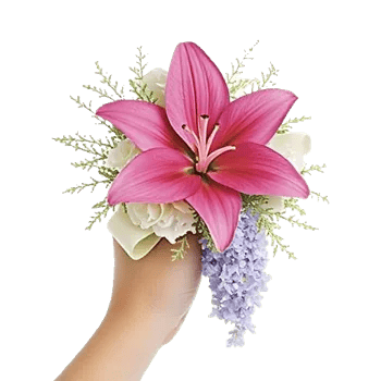 Blushing Rose Symphony