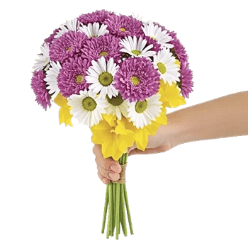 Blossom Harmony Display