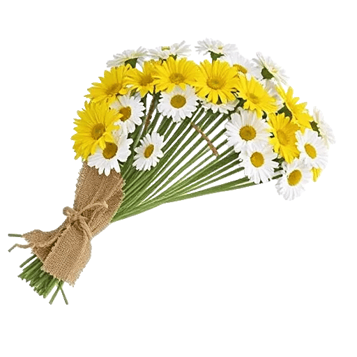 Enchanting Daisy Garden