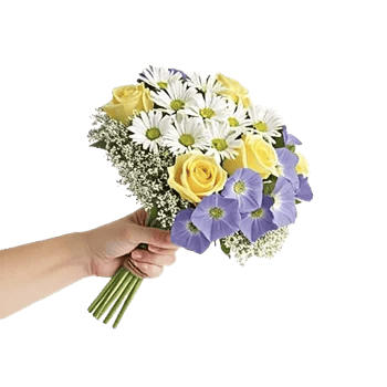 Dewy Morning Blossoms