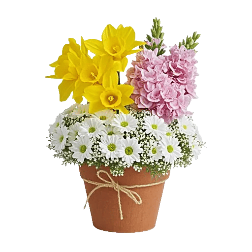 Petal Radiance Bliss