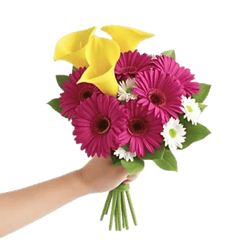 Elegant Calla Lilies