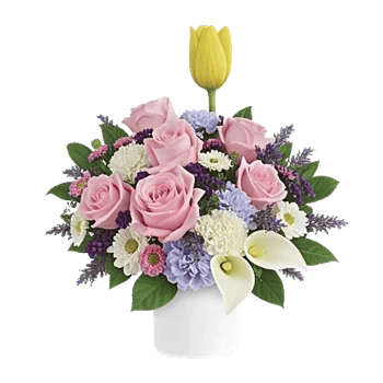 Velvet Tulip Display