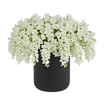 Ivory Blossom Radiance