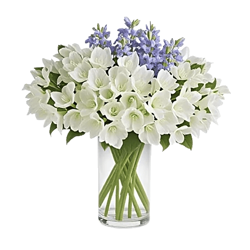 Ivory Blossom Radiance