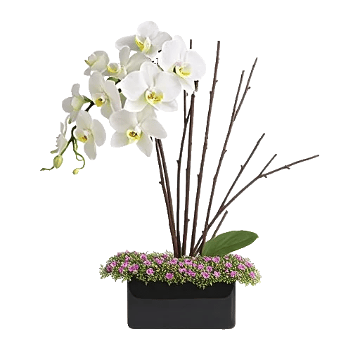 Modern White Orchids