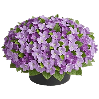 Lavender Bloom Grace