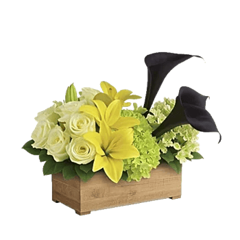 Elegant Calla Lilies