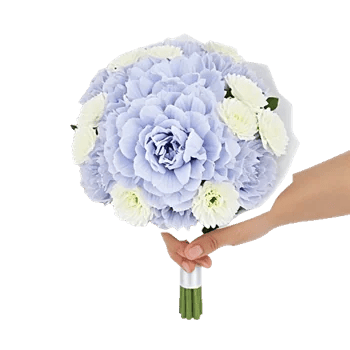 Serene Petal Harmony