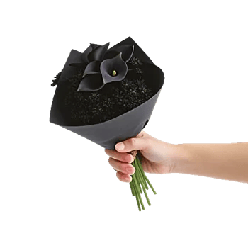 Elegant Calla Lilies