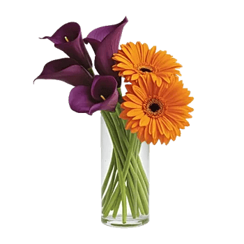 Elegant Calla Lilies