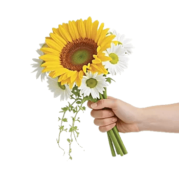 Twinkling Sunflower Dance