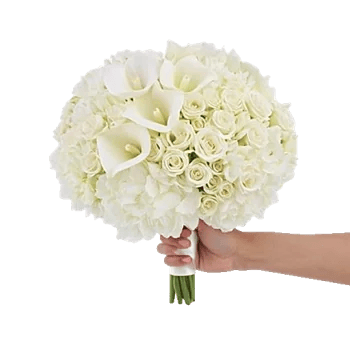 Elegant Calla Lilies
