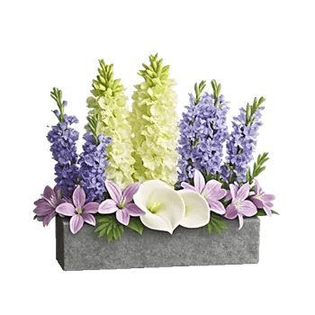 Elegant Calla Lilies