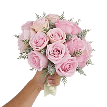 Pastel Pink Roses