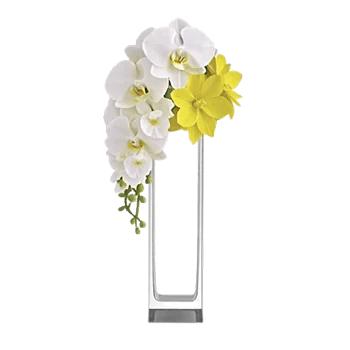 Modern White Orchids