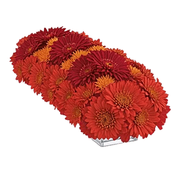 Radiant Bloom Cascade