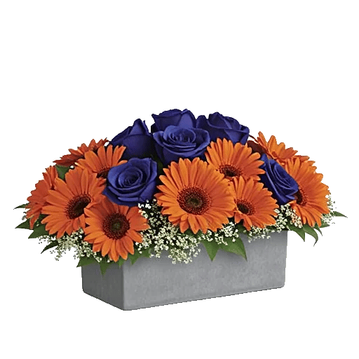 Elegant Blue Roses