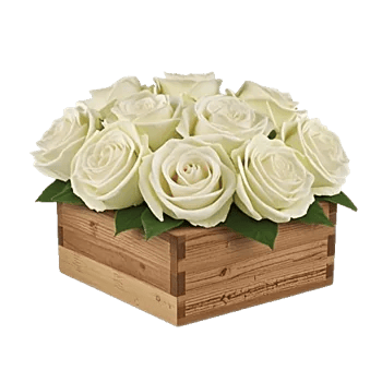 Radiant Rose Symphony